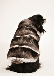Manteau en chinchilla gris naturel